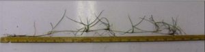 grass ruler