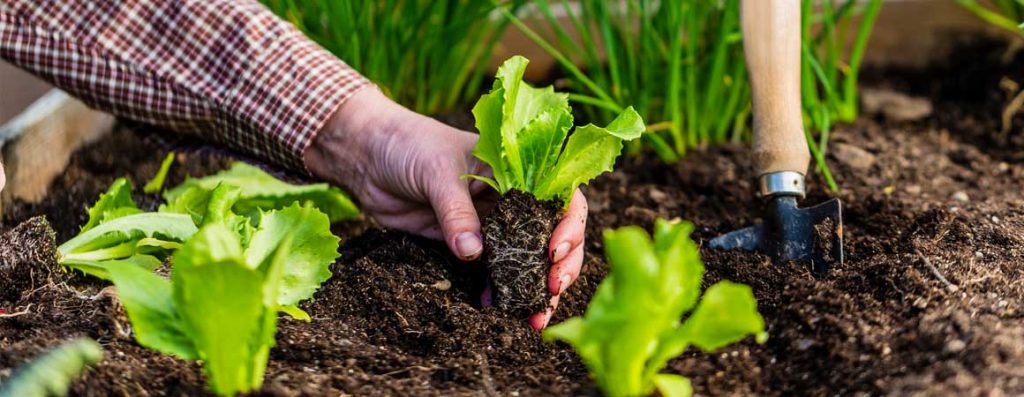 Planting in Mushroom Compost