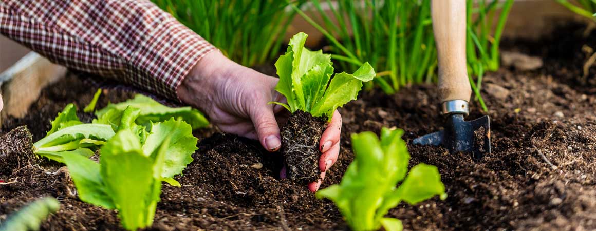 Planting in Mushroom Compost