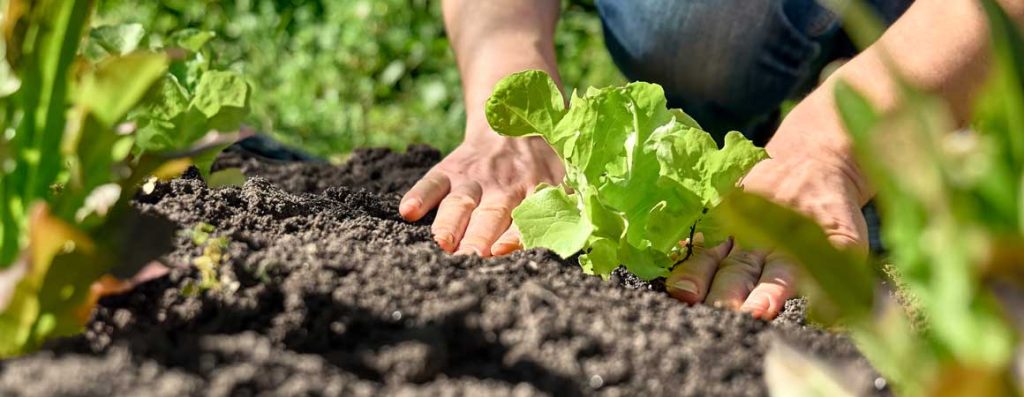 Maybe you just moved into a newly built house or this is the year you have decided to start gardening. More than ever, now is a great time to try growing your own fruits and vegetables at home.