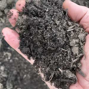 Bedding Soil